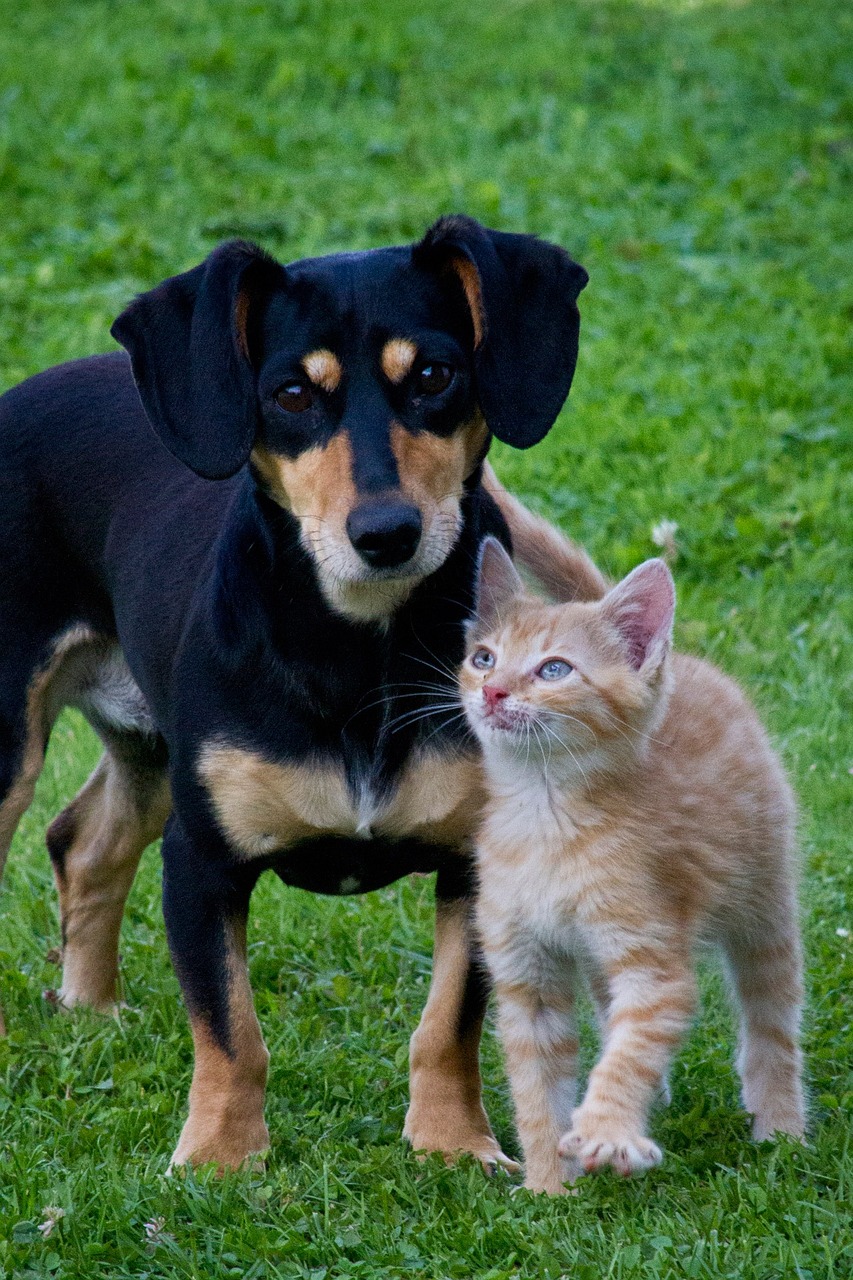 pets